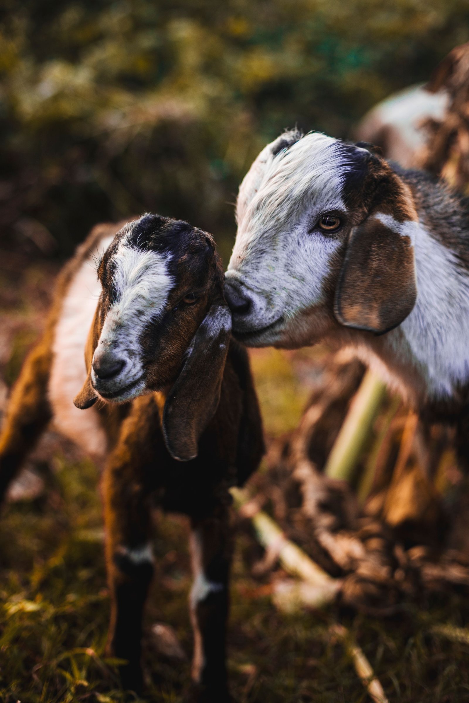 Boer Goat Prices in South Africa (2026): What Farmers Really Pay