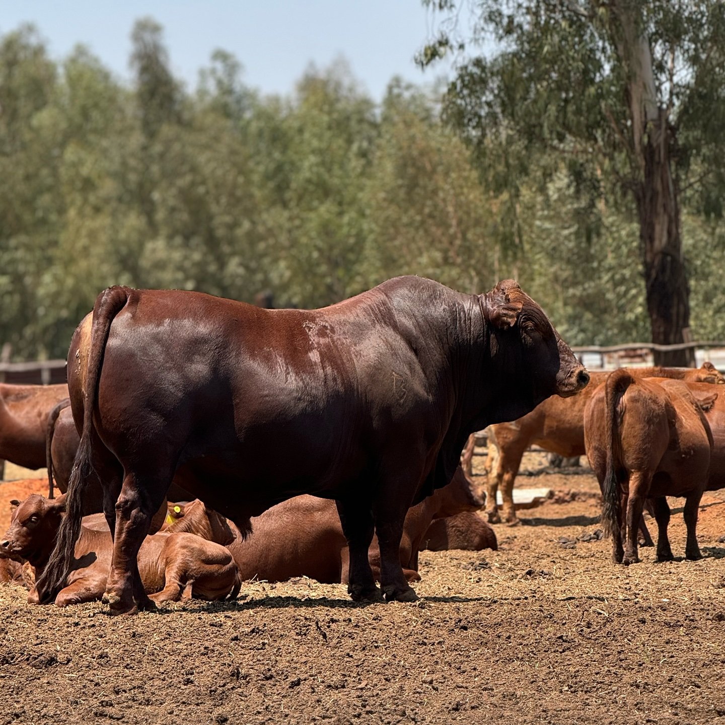 Bonsmara cattle for sale: dark red Bonsmara bull in a kraal with cows