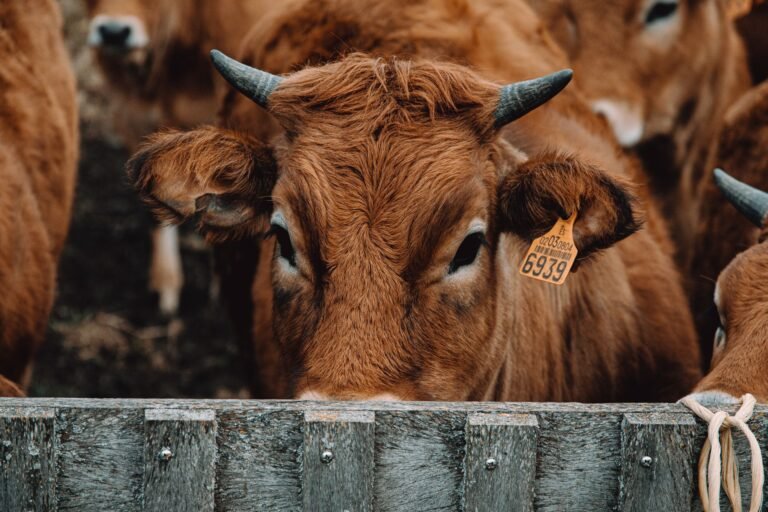Bonsmara Cattle Prices in South Africa (2026): What Buyers Really Pay