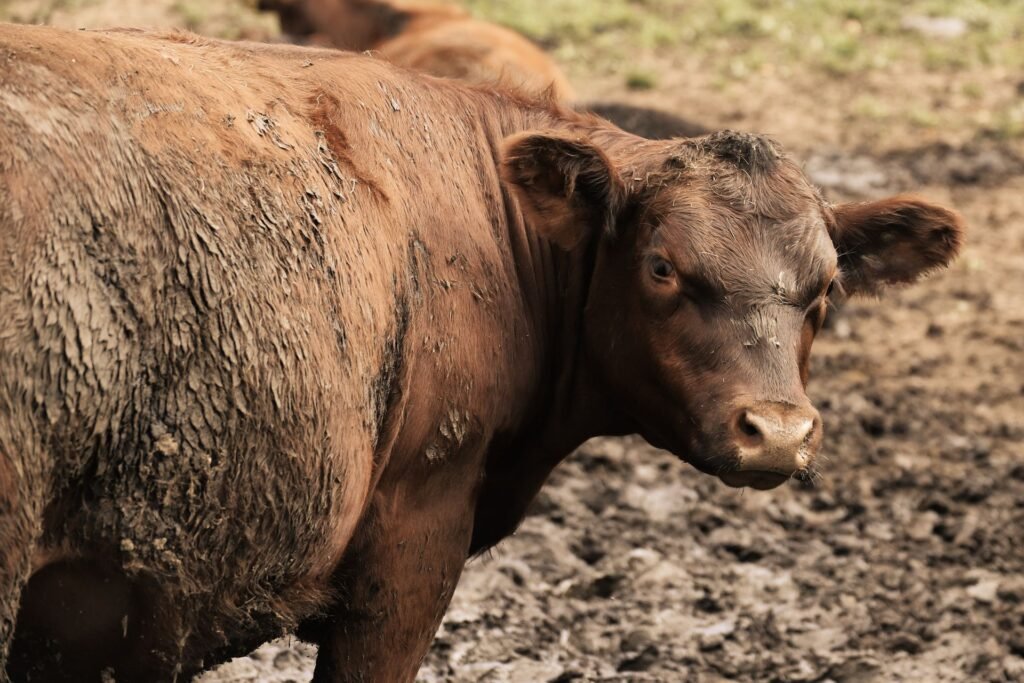 Bonsmara type red cow standing on a cattle farm