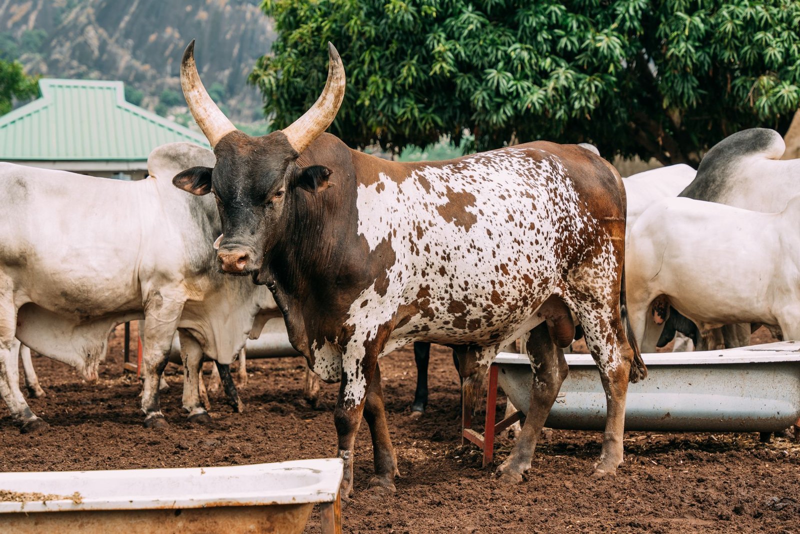 Bonsmara vs Nguni: Which Cattle Breed Suits Your Farm?