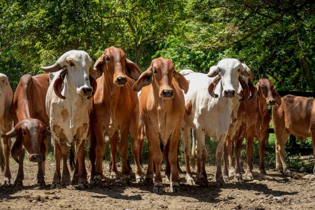 Brahman cattle standing together in a pen