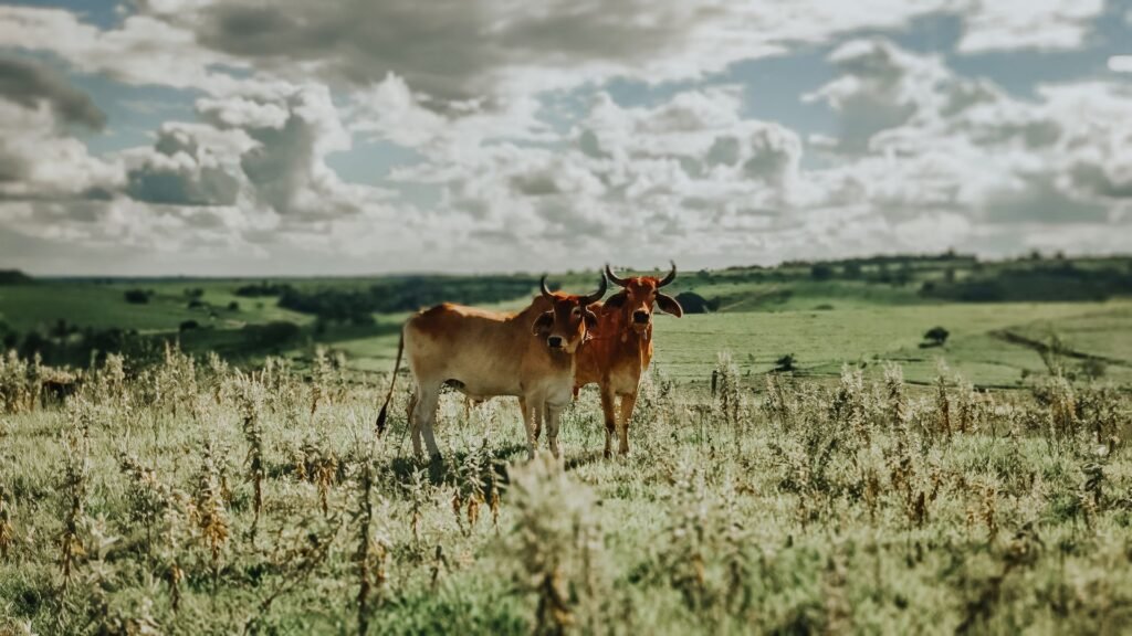 Brahman vs Bonsmara on the veld: two red cattle standing in dry grassland