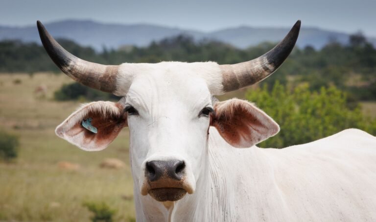 Brahman vs Bonsmara: Which Beef Breed Suits Your Farm?
