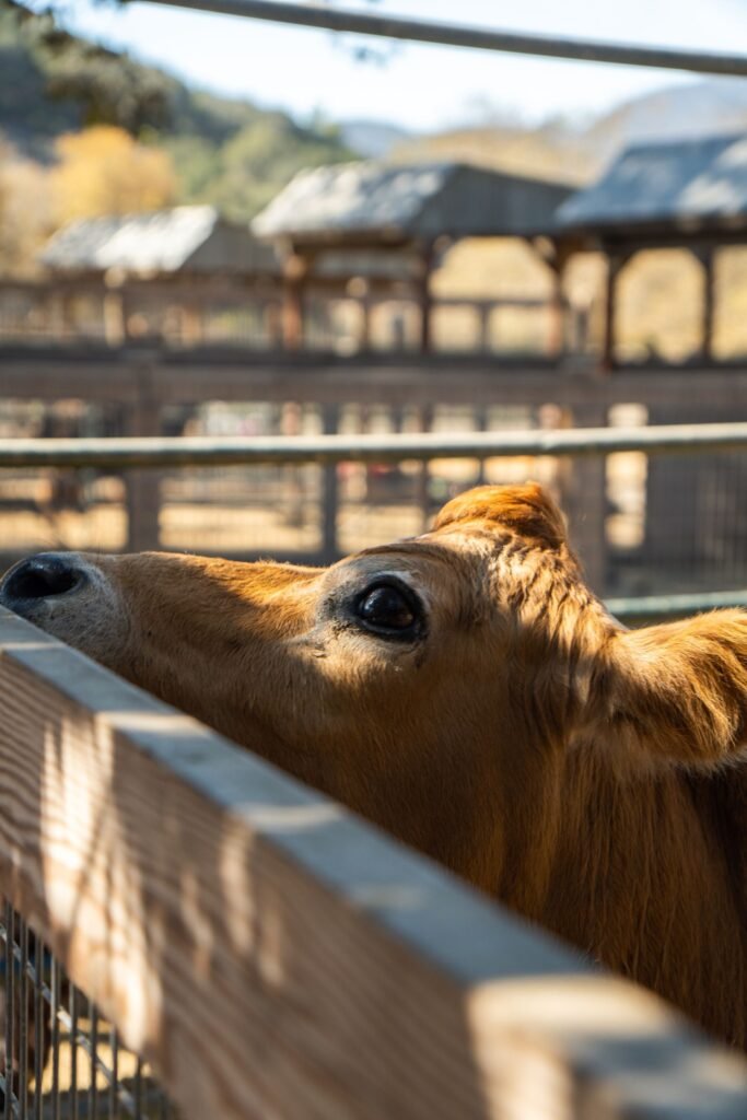 Calf in cattle handling pens on a farm