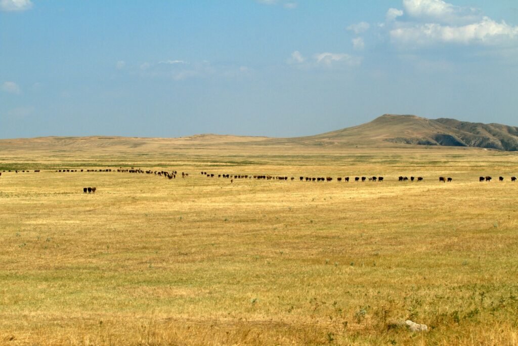 Bonsmara vs Nguni on winter veld: cattle spread across dry grassland