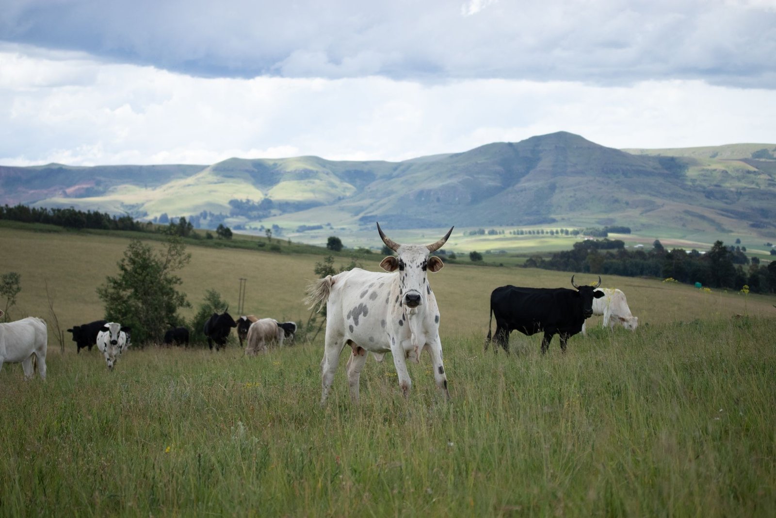 Cattle Farming in South Africa