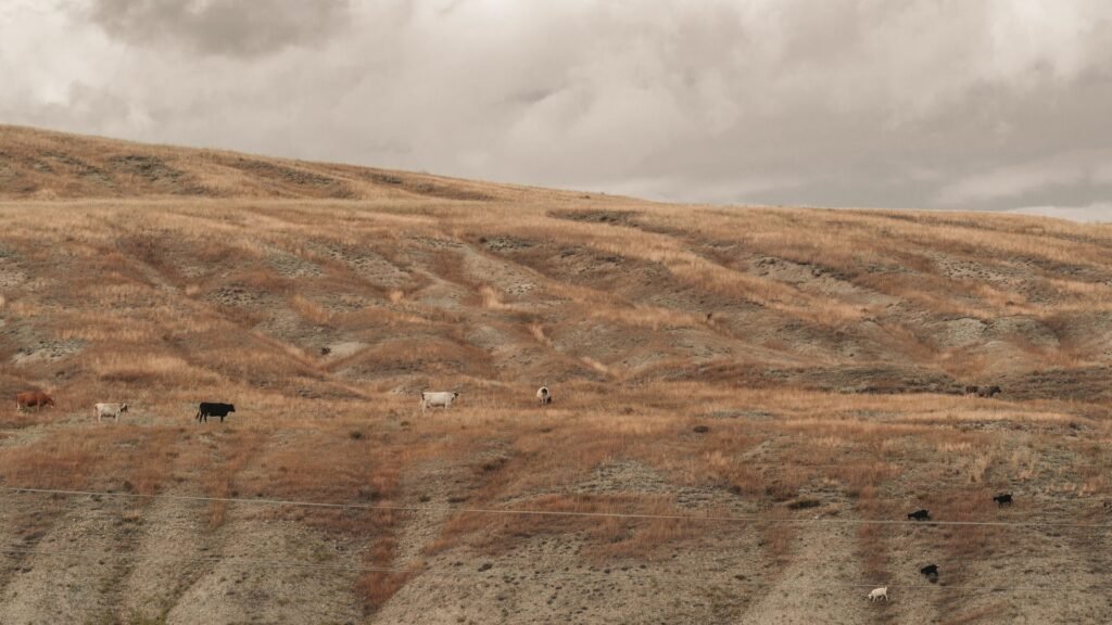 Cattle grazing dry winter grass on a hillside