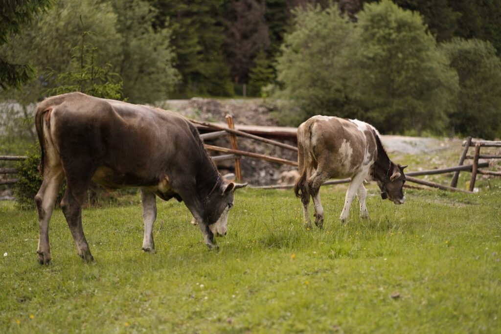 Newly bought cattle grazing in a separate quarantine camp