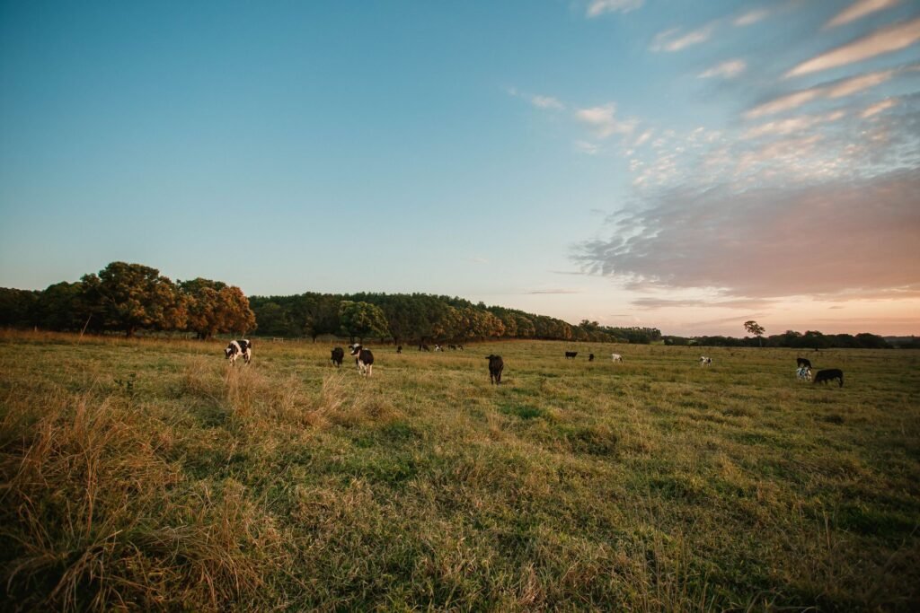 Cattle herd grazing on open grassland at sunset on a beef farm