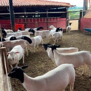 Dorper sheep for sale in South Africa