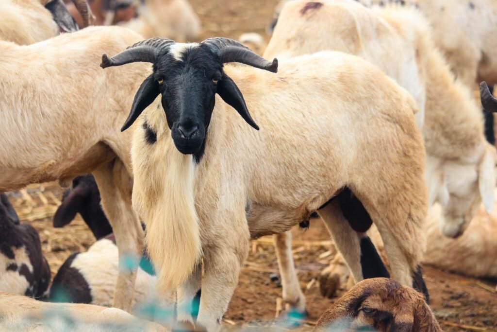 Boer goat prices at auction: commercial goats penned together