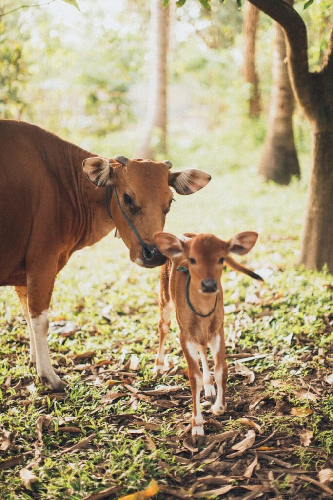 Beef cow with her young calf
