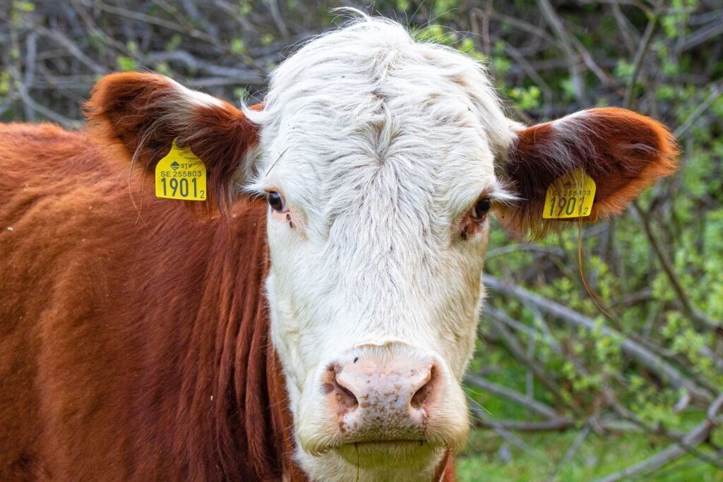 Cow with ear tags, part of proper livestock identification
