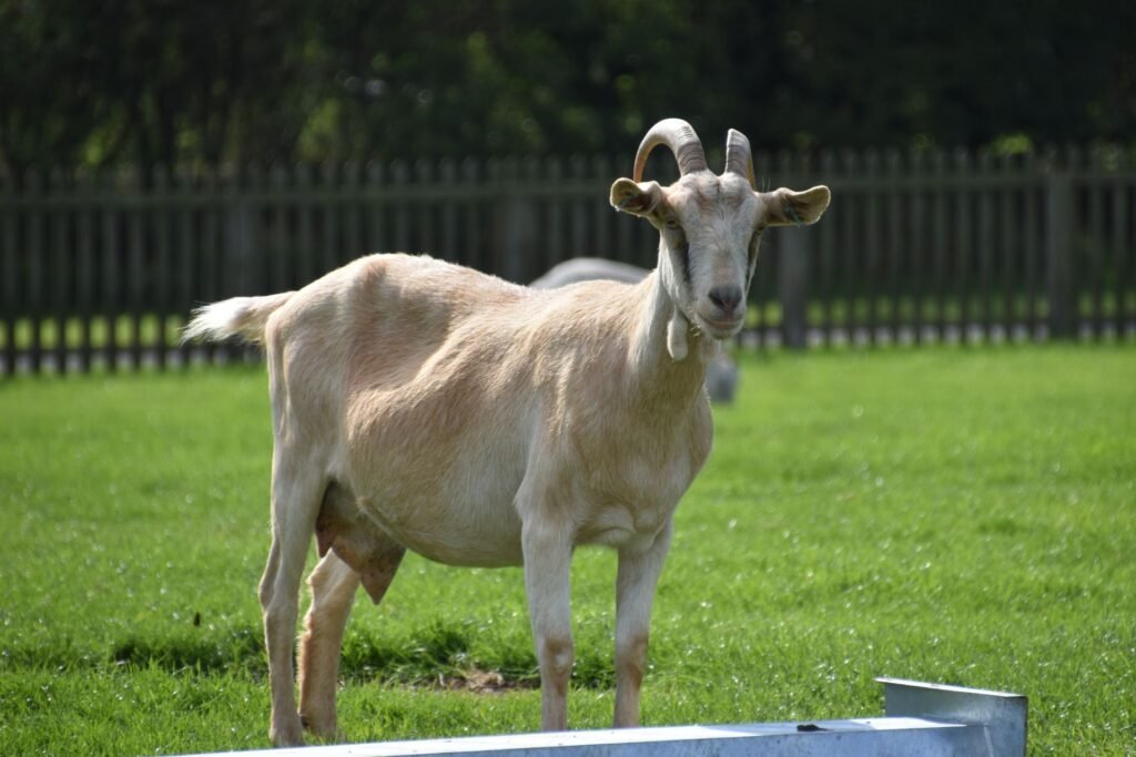 Cream-coloured dairy goat standing on green pasture