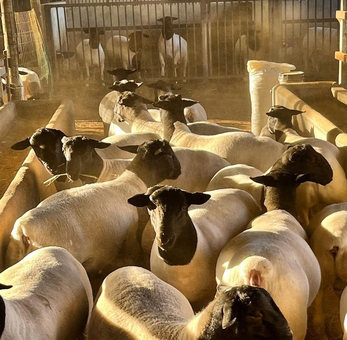 Dorper Sheep Breeding