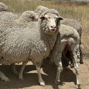 Merino sheep for sale in South Africa