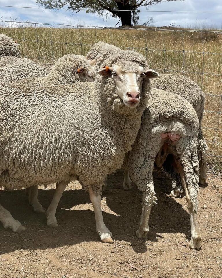 Merino sheep for sale in South Africa