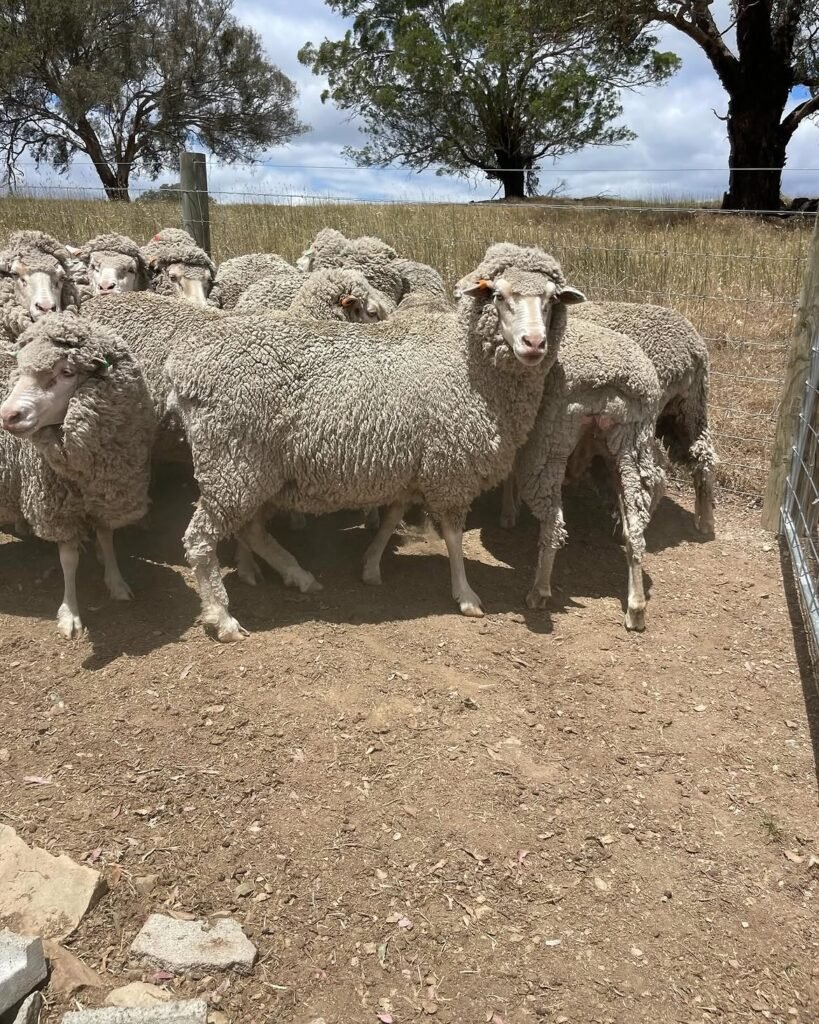 Merino sheep grazing on natural veld