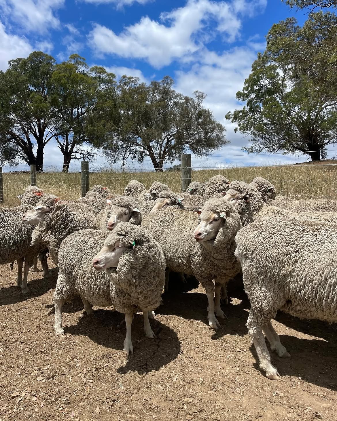 Merino sheep from DRM Livestock (3)