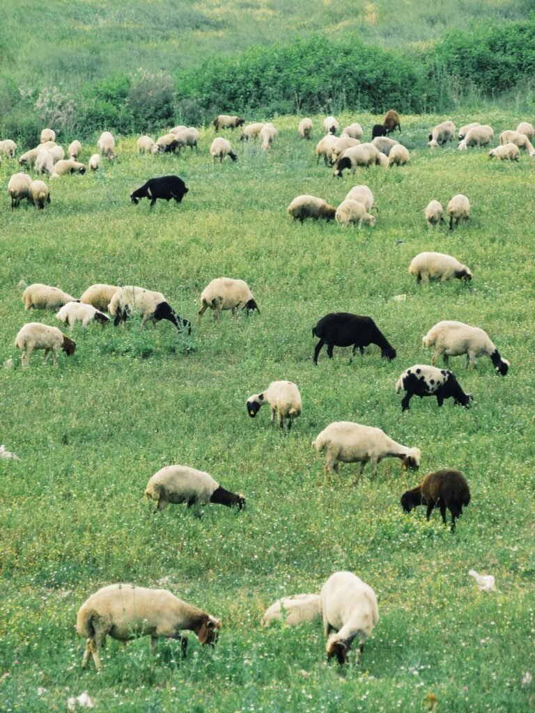 Dorper vs Meatmaster: Which Sheep Breed Suits Your Farm?
