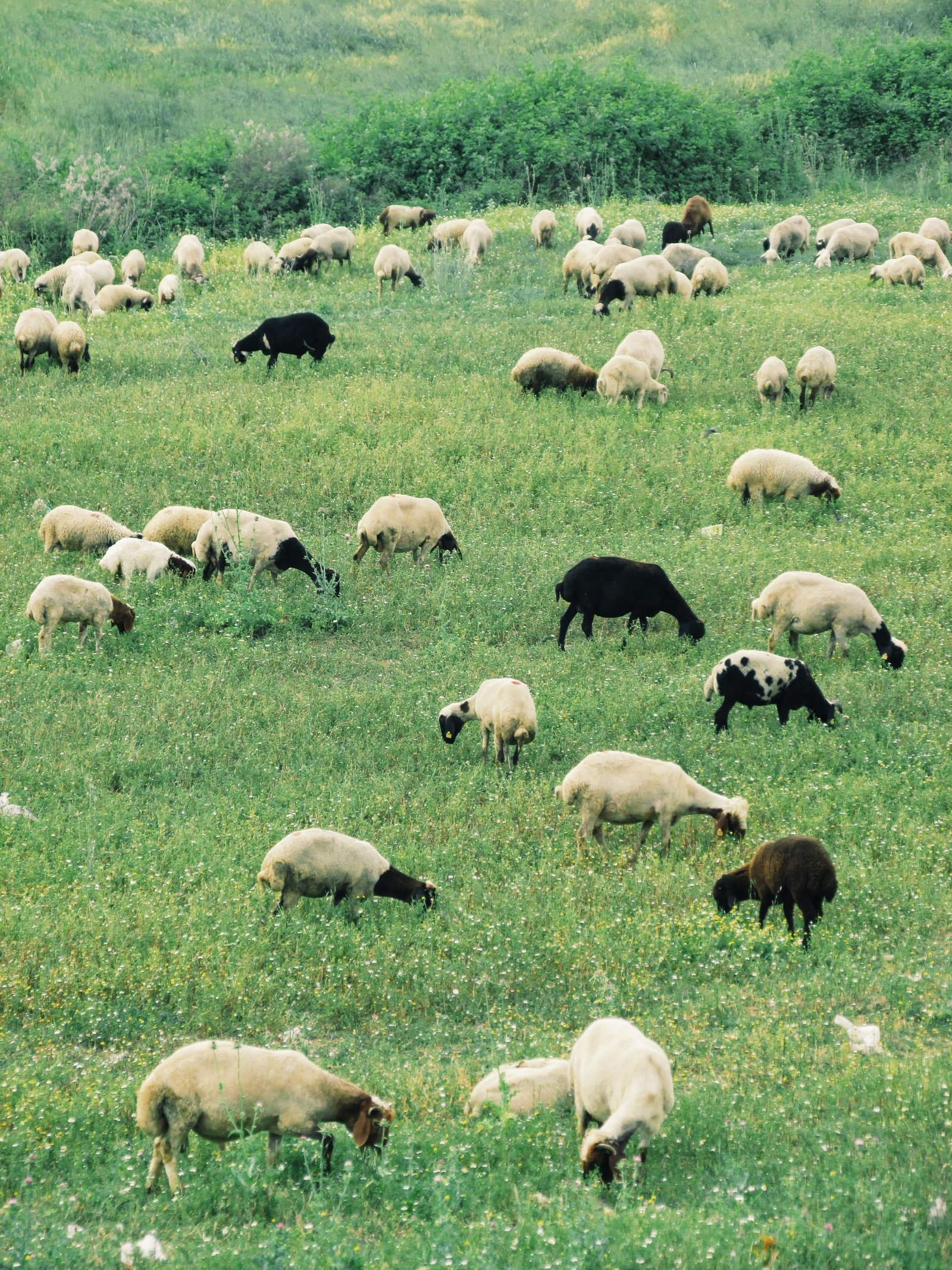 Dorper vs Meatmaster: Which Sheep Breed Suits Your Farm?