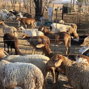 Meatmaster sheep for sale in South Africa