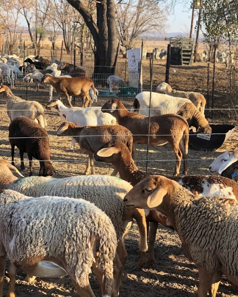 Meatmaster sheep for sale in South Africa