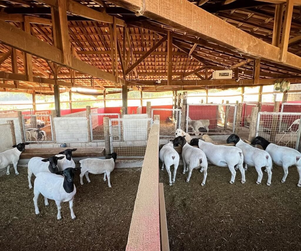 Dorper sheep in a covered feeding shed