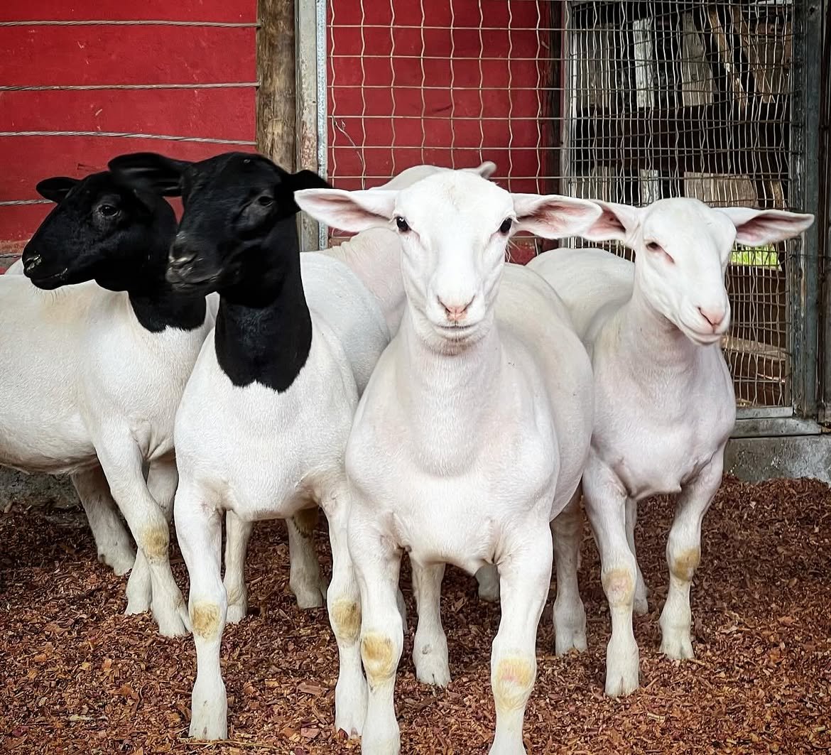 Dorper sheep from DRM Livestock (3)