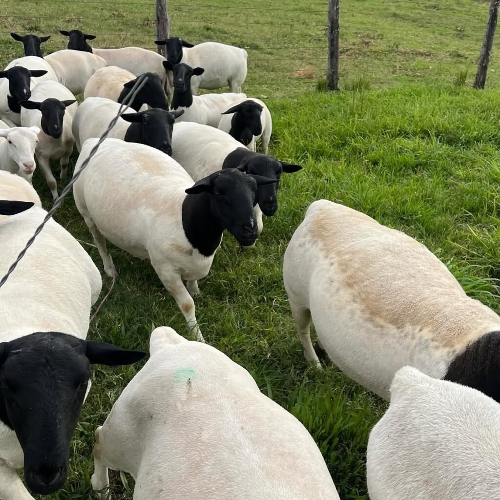 Dorper lambs in good condition on pasture