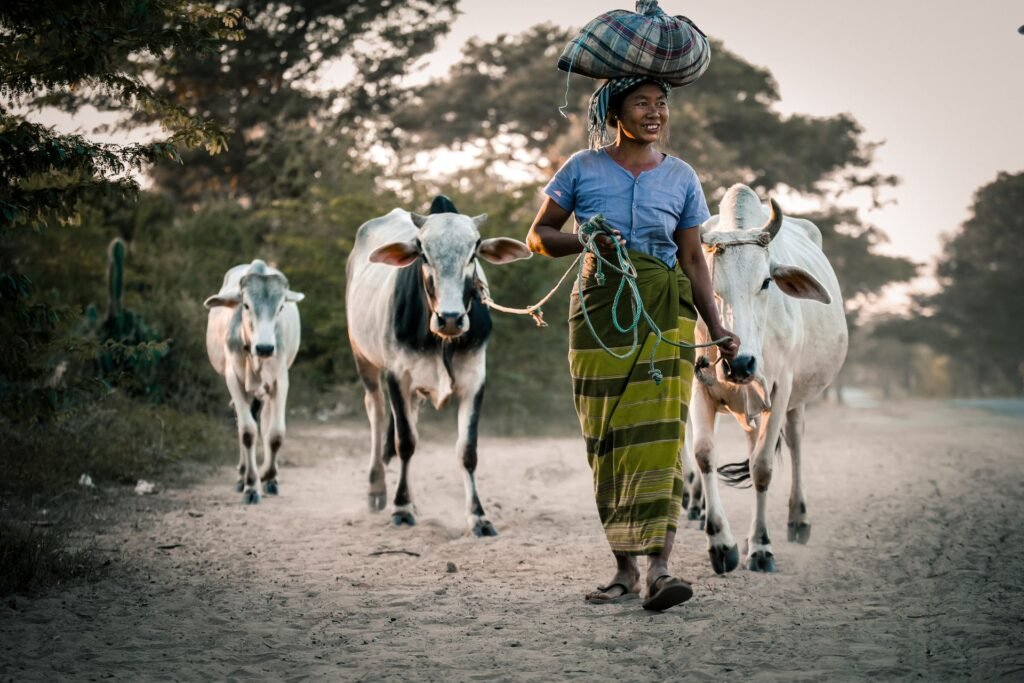 Buying livestock in South Africa: a farmer leading cattle along a farm road