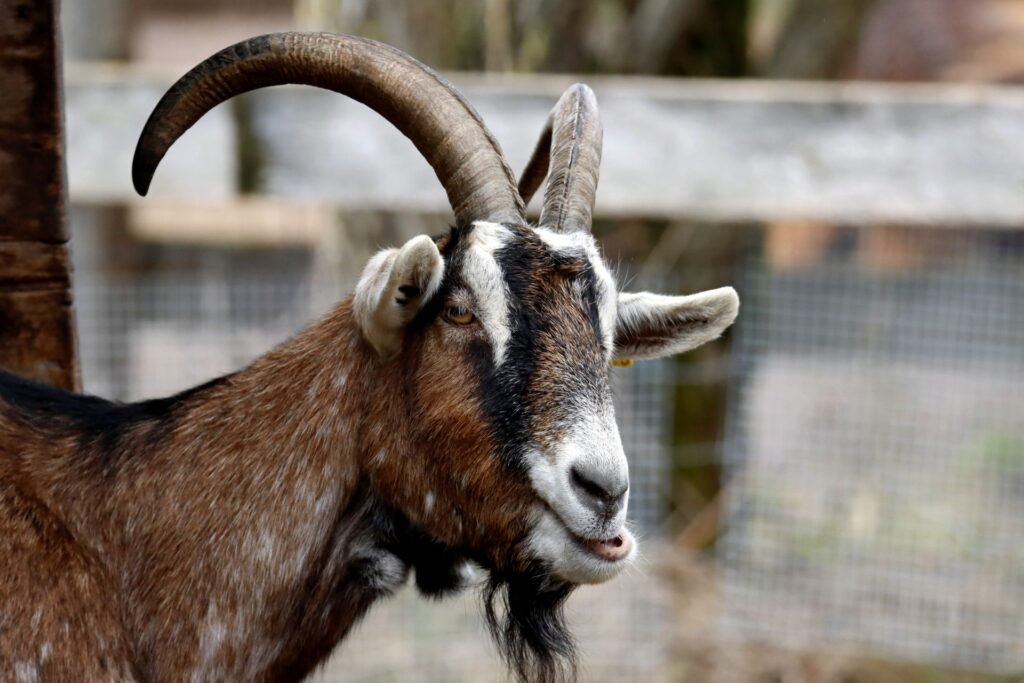 Mature goat buck with long curved horns