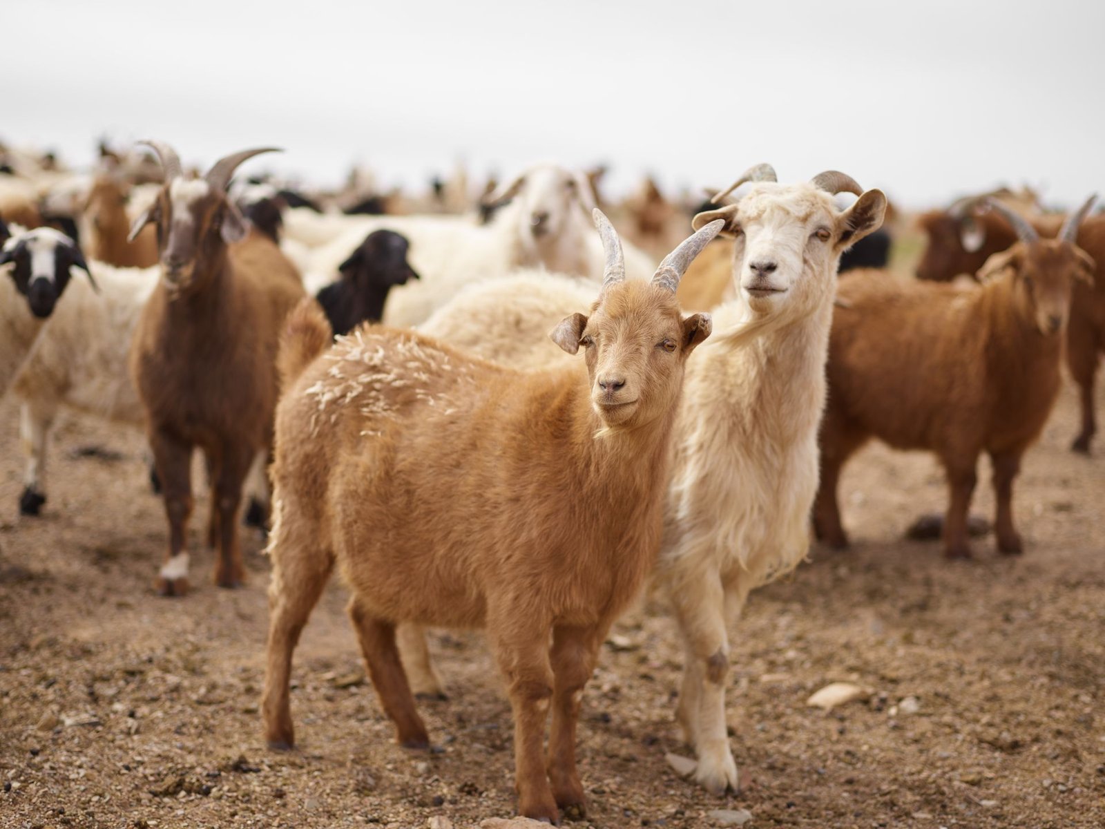 Goat Farming in South Africa