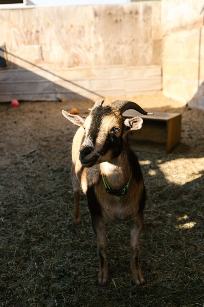 Goat farming in South Africa: a goat in a farm pen