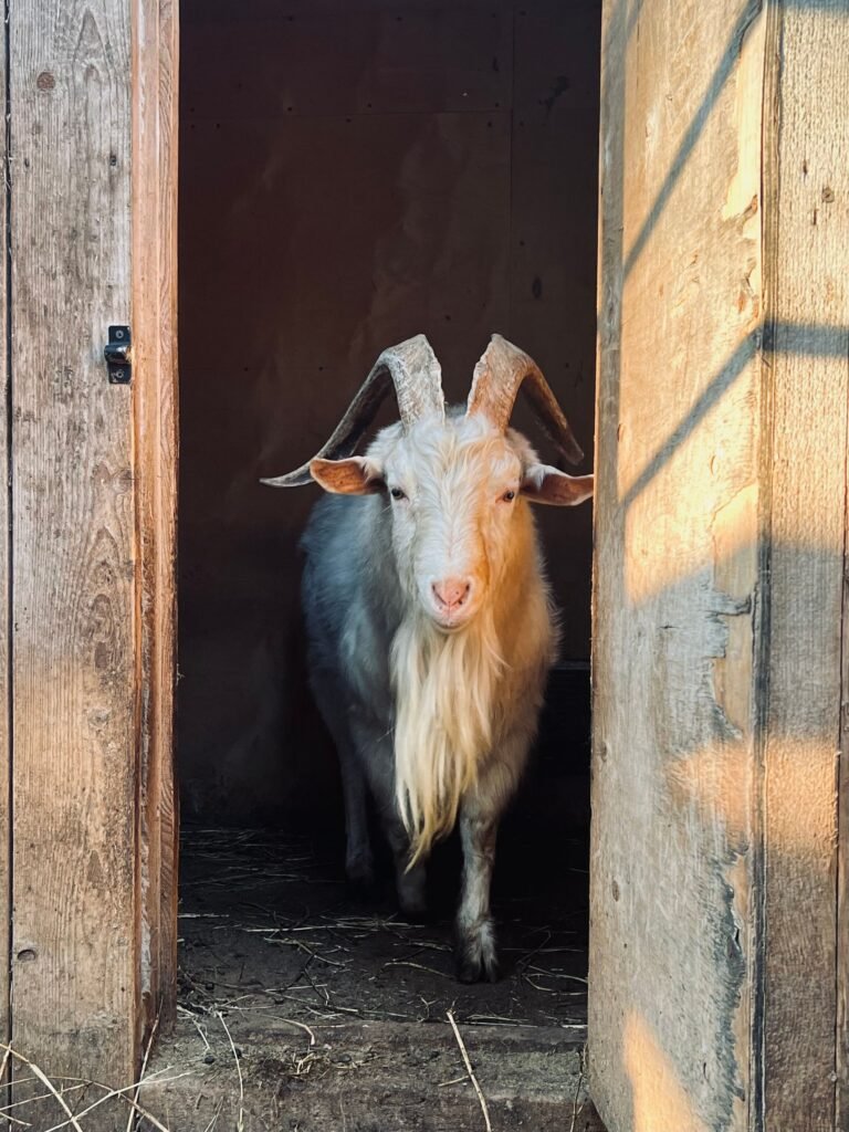 Goat standing in the doorway of a farm shelter