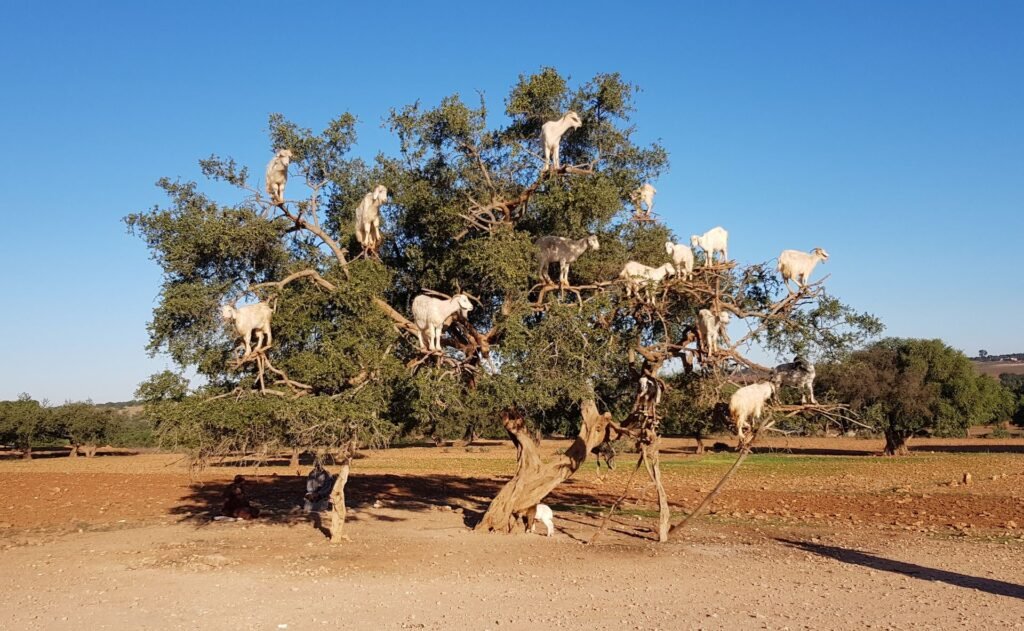 Goats browsing leaves high in a tree