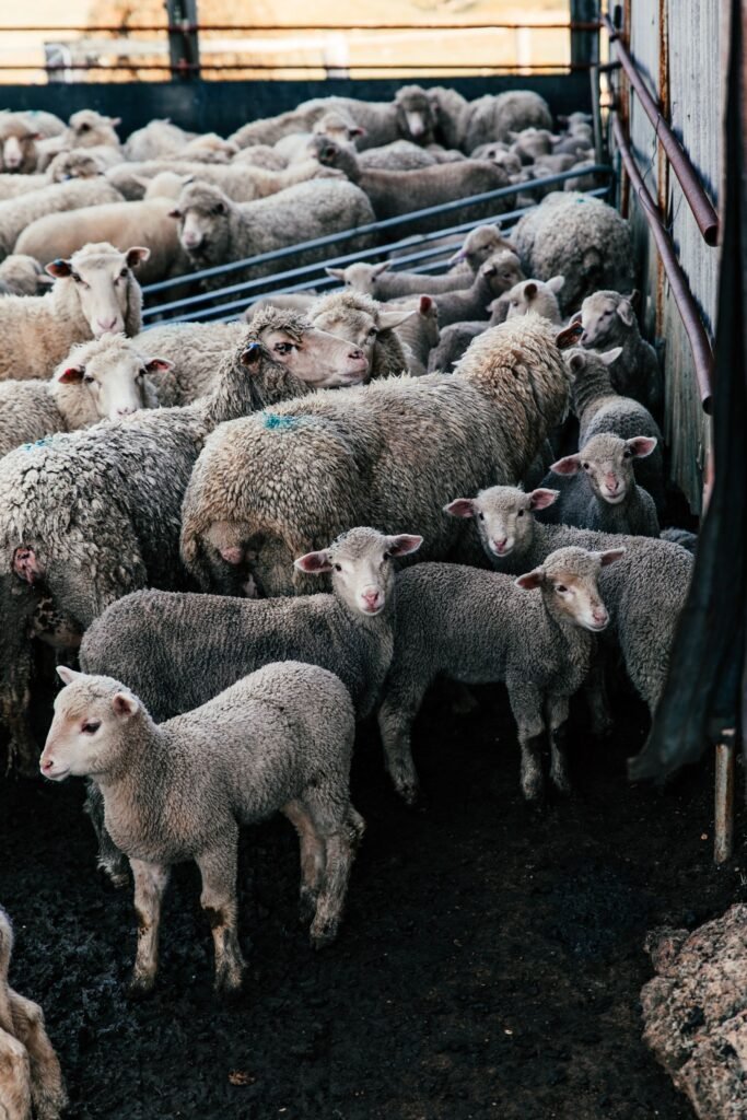 Ile de France sheep ewes and lambs in a sheepfold on a South African farm