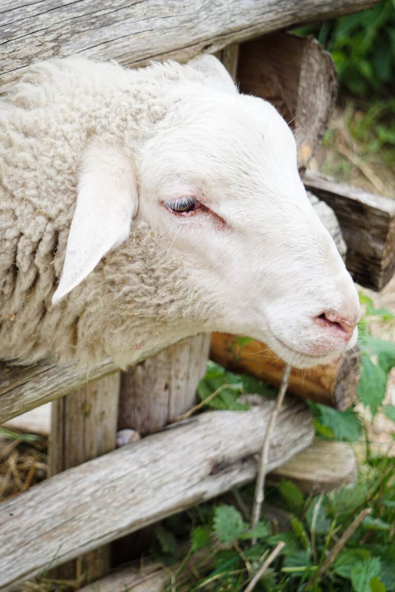 Ile de France Sheep in South Africa: A Complete Farmer’s Guide