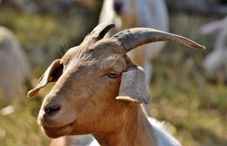 Kalahari Red vs Boer Goats: Which Meat Goat Suits Your Farm?