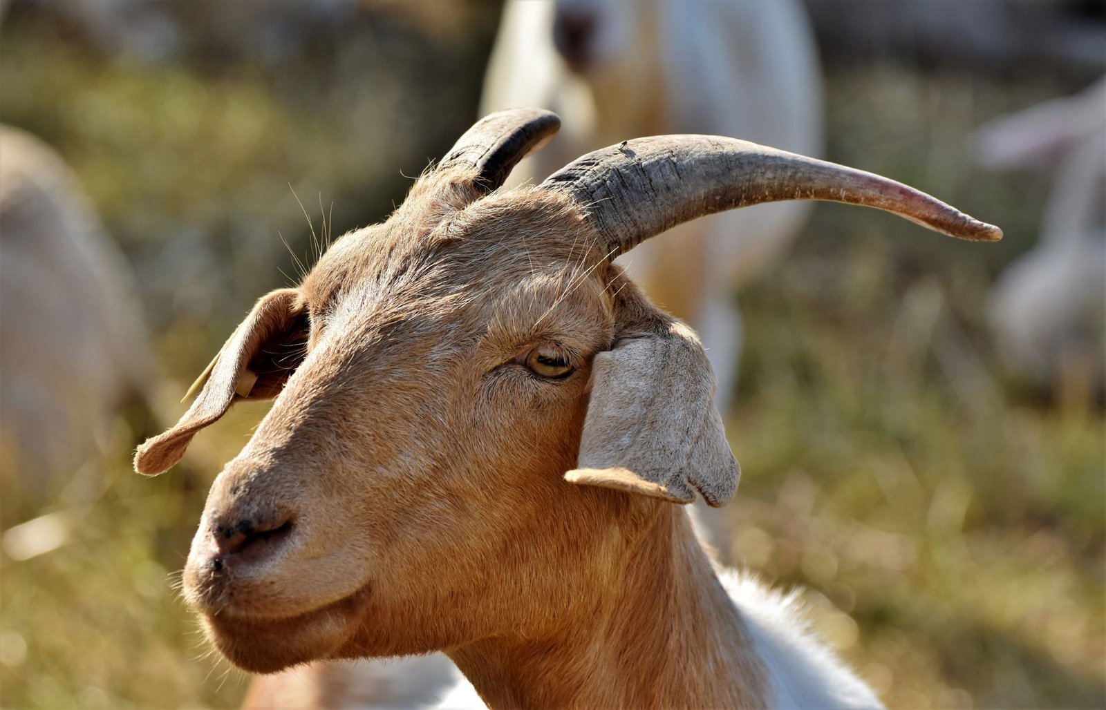 Kalahari Red vs Boer Goats: Which Meat Goat Suits Your Farm?