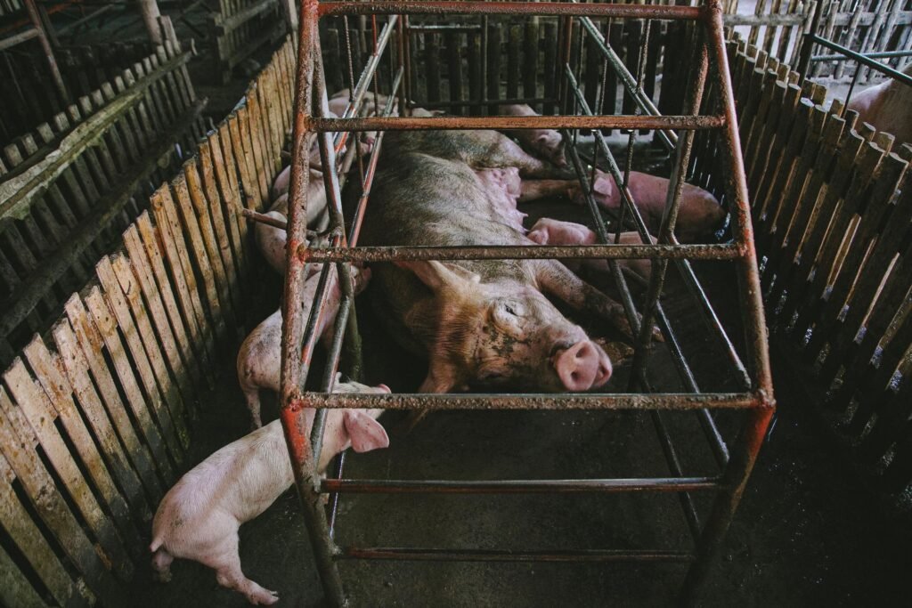 Large White vs Landrace vs Duroc: a sow with her piglets in a farrowing pen