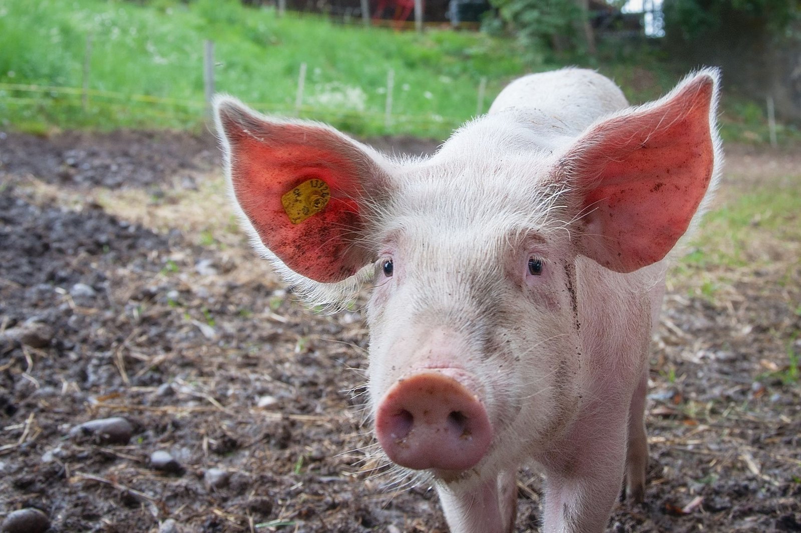 Large White vs Landrace vs Duroc: Which Pig Breeds Suit Your Piggery?