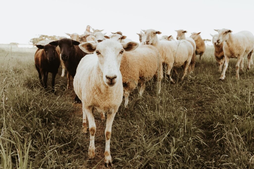 Merino vs Dohne Merino: a flock of white woolled sheep on dry grass
