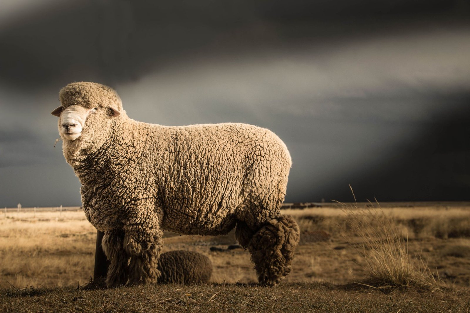 Merino vs Dohne Merino: Which Wool Sheep Suits Your Farm?