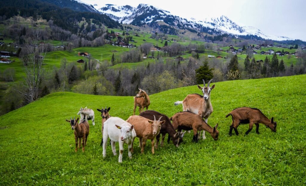 Kalahari Red vs Boer goats: a mixed herd of brown and white goats grazing