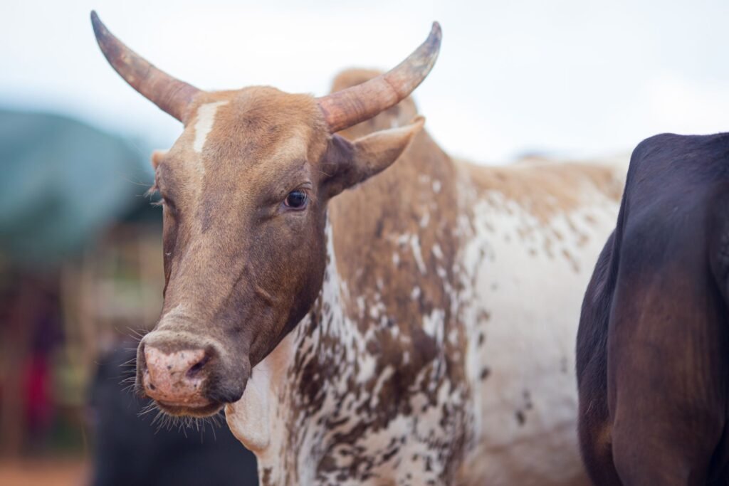 Nguni cow with a patterned hide on pasture