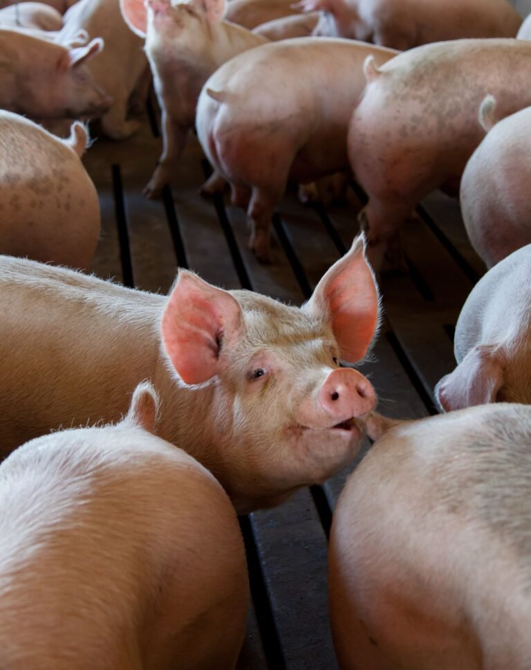 Pig Farming in South Africa
