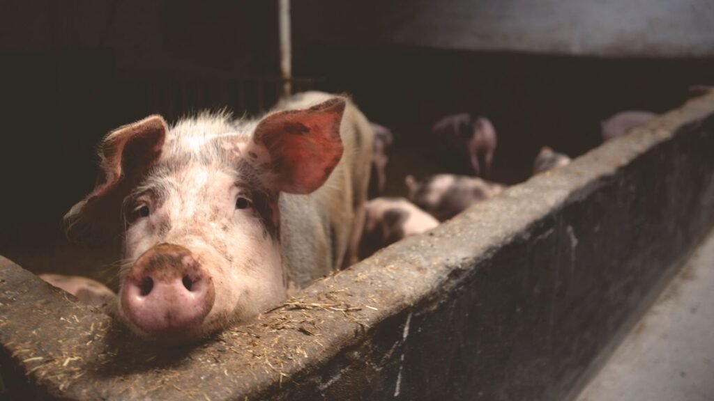 Pig resting in its pen