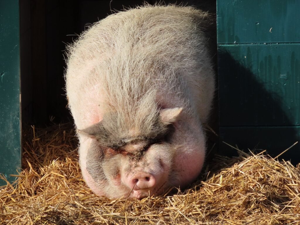 Pig resting on straw bedding inside a farm shelter
